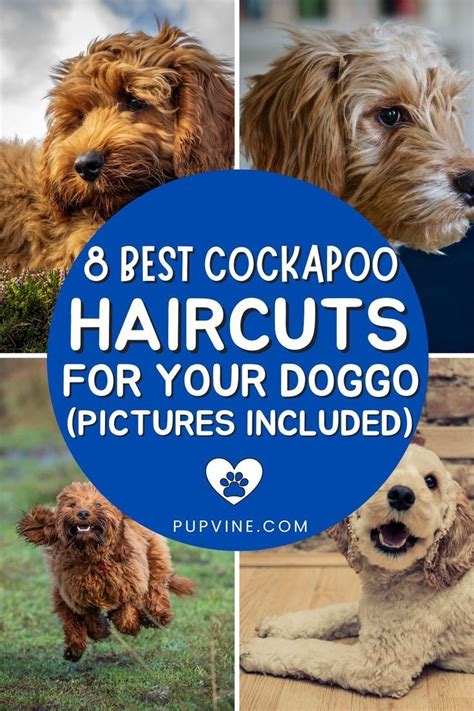 cockapoo haircuts|best grooming tools for cockapoo.